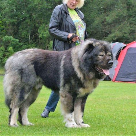 Russian Bear Dog- [Latest] Ultimate Caucasian Shepherd Guide | Russian ...