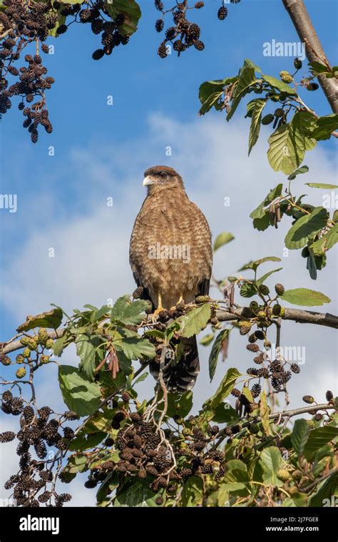 Chimango bird of prey sitting on a branch Stock Photo - Alamy