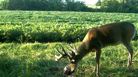 Mineral Rock Salt Block for Deer | Plant BioLogic