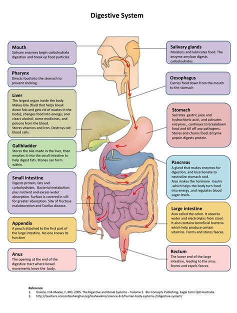 A Diagram Of The Digestive System And Its Functions Digestiv