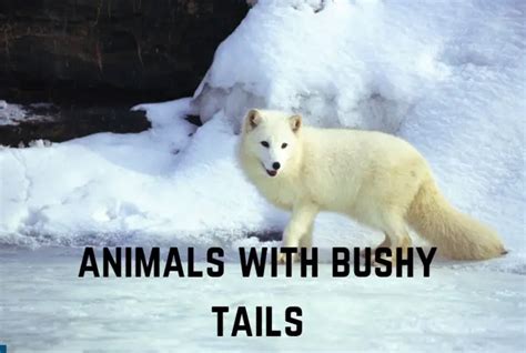 13 Clever Animals With Bushy Tails (Pictures Inside) - Animal Giant