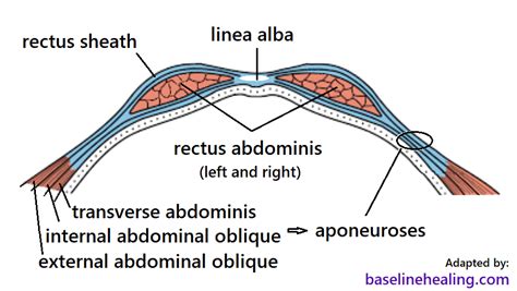 rectus abdominis anatomy muscle attachments in detail