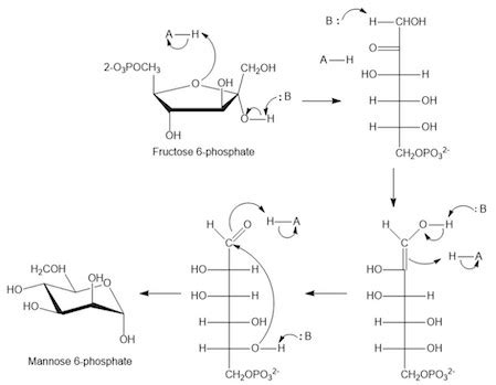 Mannose, one of the eight essential monosaccharides, is biosynthesized as its 6-phosphate ...