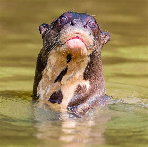 This is the most frightening photo I have - a giant river otter from ...