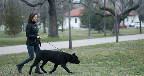 Methods to Train Cane Corso - Strategies and Techniques for Easy Training of Pets