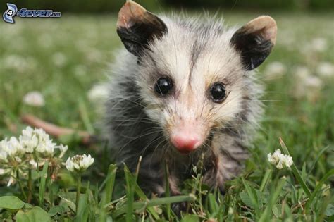 Opossum