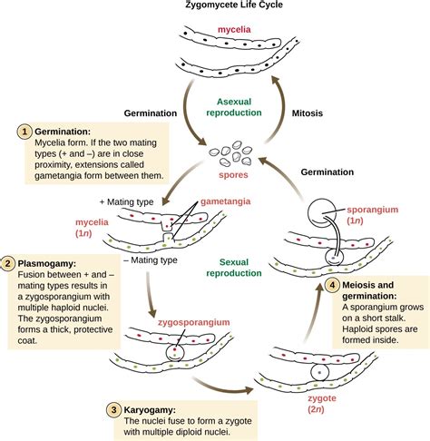 Fungi | Microbiology