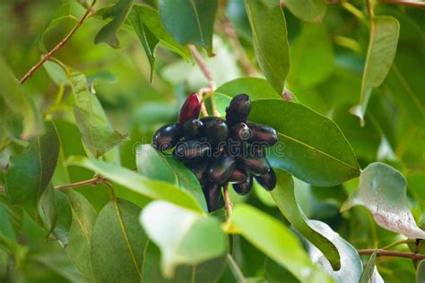 Organic Jambolan Fruits on Tree Stock Photo - Image of java, small: 313975882