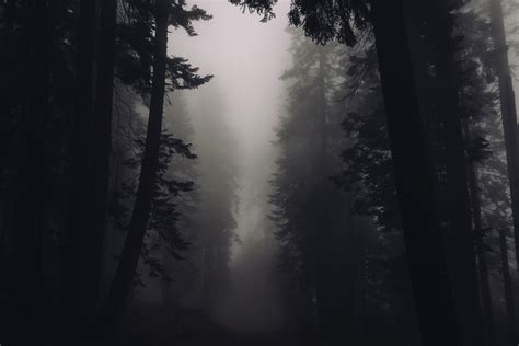 black-and-white, dark, nature, creepy, Forest, eerie, trees, Foggy, 4K ...