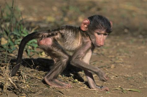 Chacma Baboon - Primate - South Africa