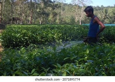 606 Sylhet tea garden Images, Stock Photos & Vectors | Shutterstock