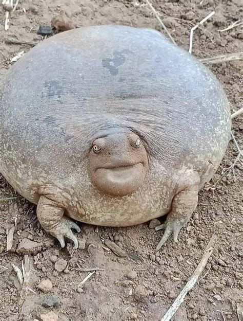 This burrowing frog : r/AbsoluteUnits