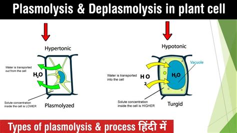 Plasmolysis and deplasmolysis in plant cell | types of plasmolysis | lectures in Hindi - YouTube