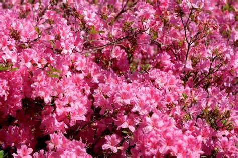 Premium Photo | Blooming rhododendron bush