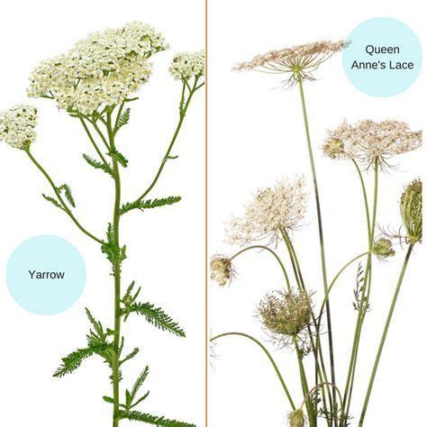 Plants That Look Like Yarrow – Mxzim.com