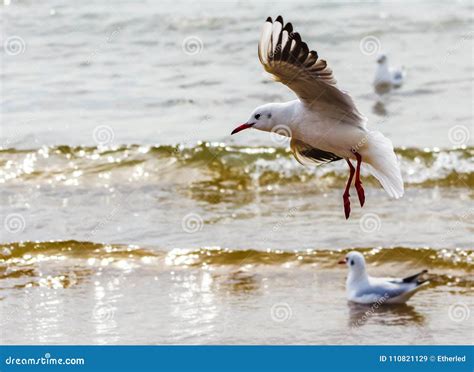 Seagulls Flying on the Beach Stock Image - Image of qingdao, skyline ...