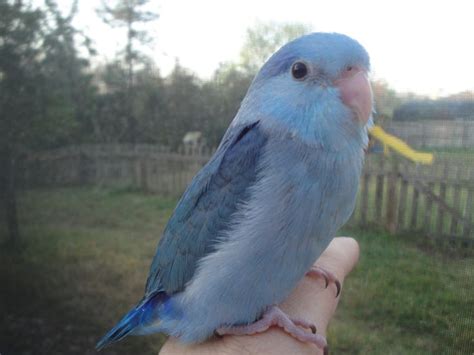 Cobalt Blues 2013- third generation 036 - Friendly Bird Aviary | Parrotlet, Parrotlets for sale ...