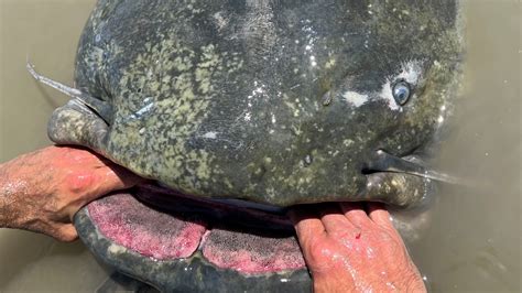 Gigantic, 9.4-foot-long catfish is the largest ever…