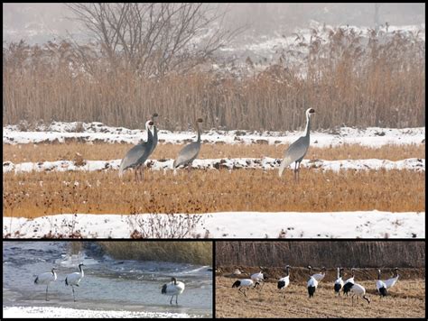 Birdwatching Korea: 9월 2017