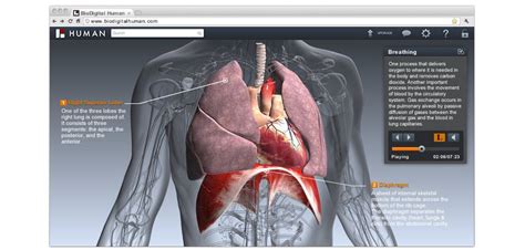 BioDigital Human: Anatomy and Health Conditions in Interactive 3D ...