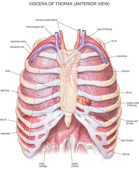 Chest Bone, Ribs, Lung, Heart, Xiphoid Process, Sternum Anatomy | Human anatomy and physiology ...