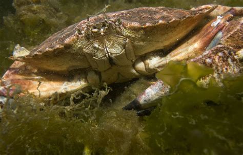 Mick's marine biology: Heavy and strong: the red rock crab and relatives