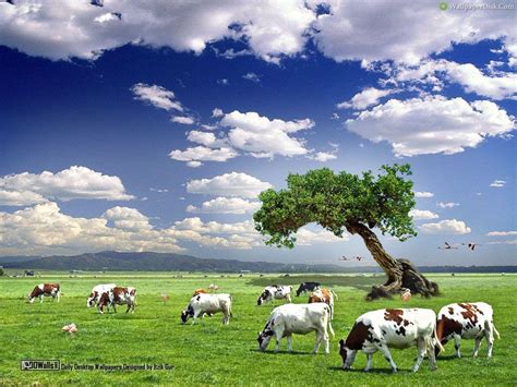 Cows Wallpapers - Wallpaper Cave