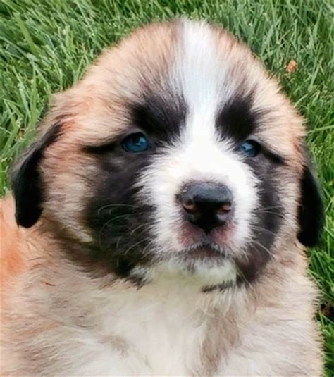 Saint Pyrenees Dog Breed Information and Pictures