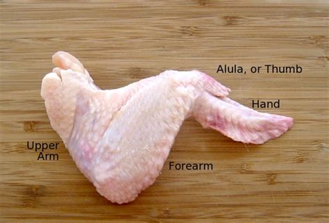 Chicken Wing Disection - body systems