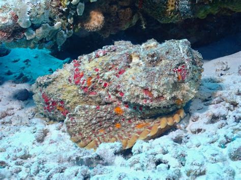 The Reef Stonefish: The Master of Disguise and Silent Killer - Enter the Caves