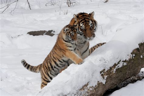 File:Panthera tigris altaica 10 - Buffalo Zoo.jpg - Wikimedia Commons