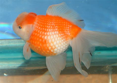 Pearl Scale goldfish | ปลาทอง