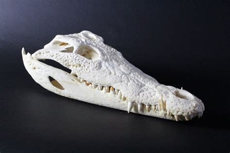 Crocodile skull - Crocodylus niloticus - 40 x 21 x 13cm - Catawiki