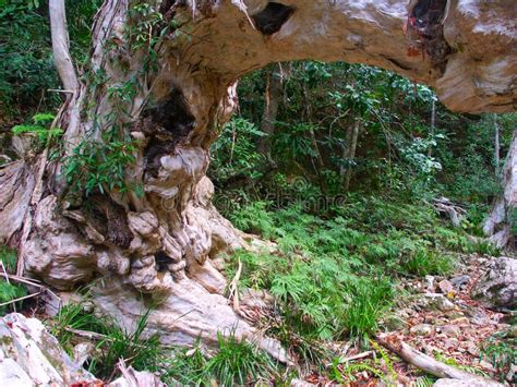 Kuranda Rainforest - Queensland, Australia Stock Photo - Image of park ...