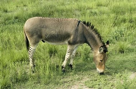 Quagga experimental cross. Mule/Zebra Hybrid Our beautiful Wall Art and Photo Gifts include ...