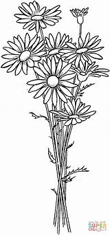 Daisies Coloring Page  Free Printable Coloring Pages sketch template