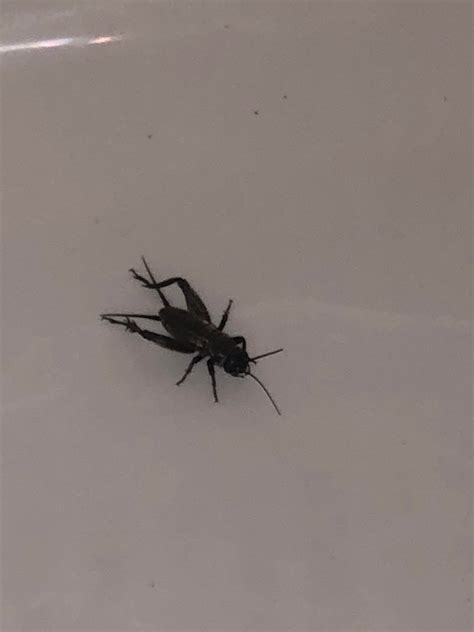 What is this black cricket? Never seen anything like it before? Located in Los Angeles : insects