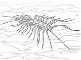 House Centipede coloring page  Free Printable Coloring Pages sketch template