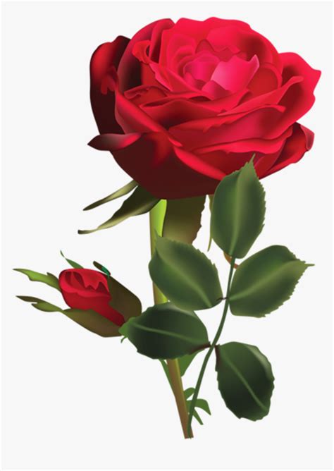 Rosa Roja Png - Whatsapp Dp Rose Beautiful, Transparent Png - kindpng