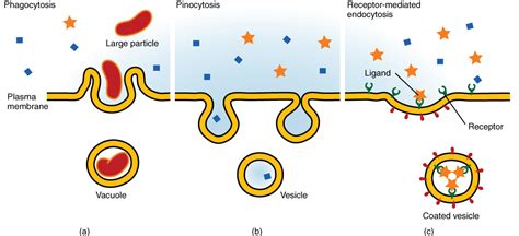 The Cell Membrane · Anatomy and Physiology