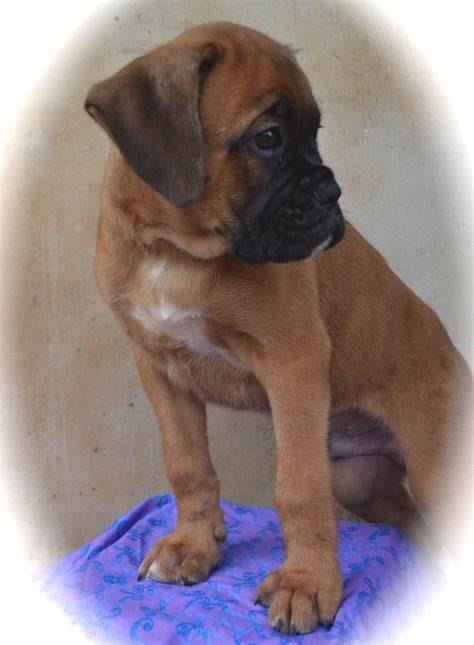 Pure Breed German Boxer Puppies - Ready To Move To Their New Loving ...