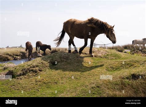 UK Lundy Island wildlife wild Lundy Ponies drinking at pool Stock Photo, Royalty Free Image ...