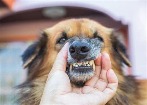 Rotten Dog Teeth: Causes, Signs, and What to Do | Great Pet Care