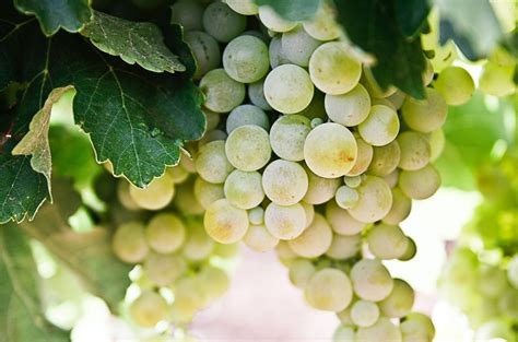 Quality on the rise: Spain’s top white wines - Decanter