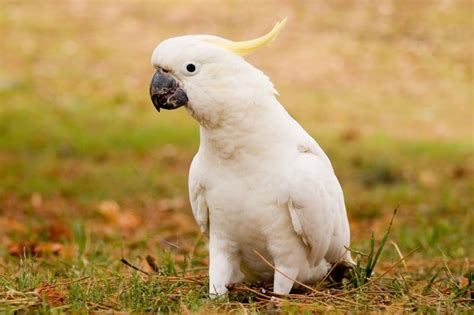 10 Animals in the Australian Outback (With Pictures) - Online Field Guide