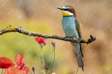 Free Photo | Beautiful shot of a bee-eater bird perched on a branch in ...