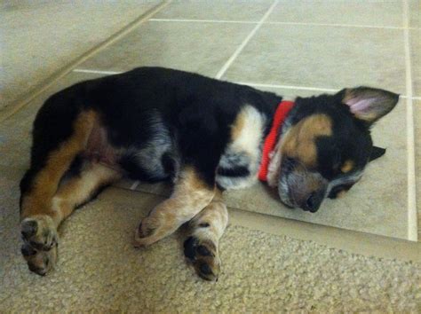 German Shepherd Red Heeler Mix Puppies - Pets Lovers