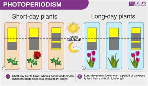 the stages of photoshoppedism for short - day plants and long - day flowers