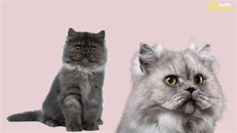 440+ Funny Gray Cat Names [Unique Ideas] - Names Crunch