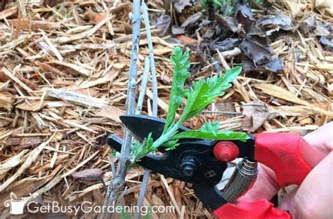 Pruning Russian Sage: Step-By-Step Instructions - Get Busy Gardening